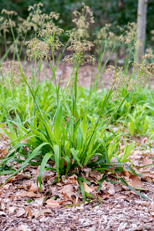 Wald-Marbel