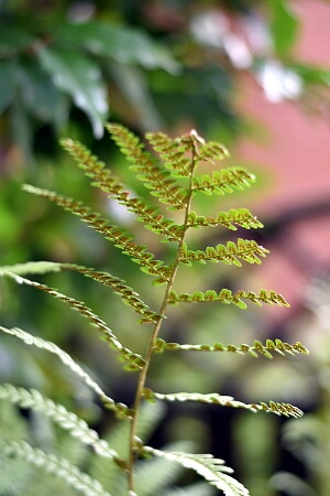 Farn im Garten