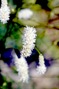 Blühender Hoher Wiesenknopf