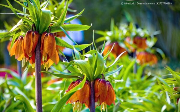 Kaiserkrone – eine majestätische Schönheit im Frühlingsgarten