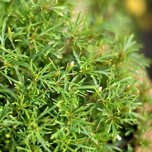 Kräuter im Topf - Lakritztagetes Kräuter im Topf - Lakritztagetes