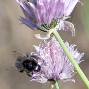 Blühender Schnittlauch mit Wildbiene Blühender Schnittlauch mit Wildbiene