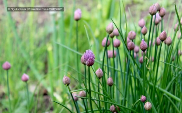 Schnittlauch – das robuste Küchenkraut für Garten und Freisitz
