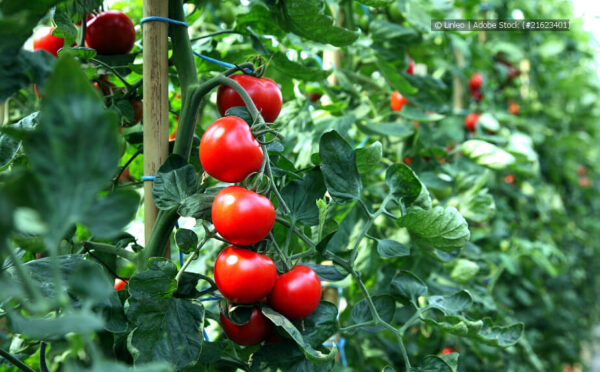 Tomaten im Freiland anbauen