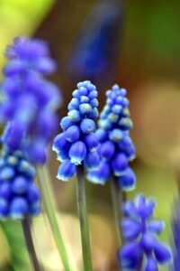 Frühblüher - Armenische Traubenhyazinthe