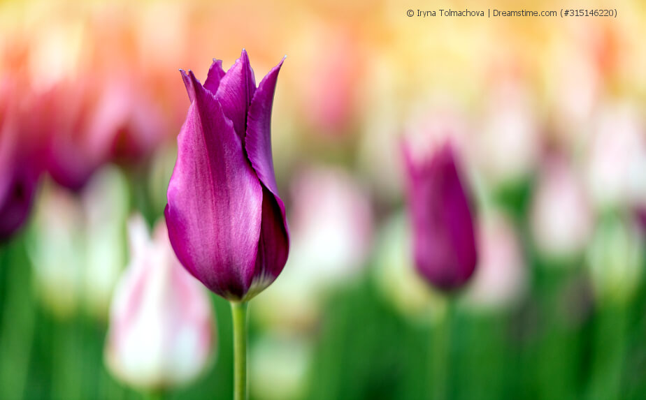 Tulpen als typische Frühblüher