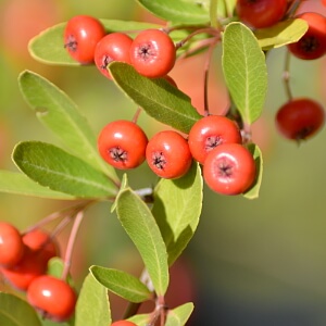 Herbstblüher und Früchte im Herbst - Feuerdorn Herbstblüher und Früchte im Herbst - Feuerdorn