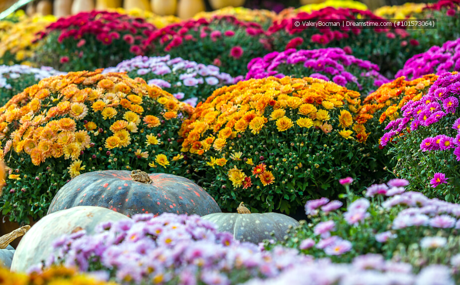 Herbstblüher - bunte Chrysanthemen