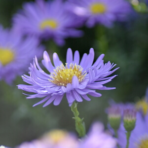 Herbstblüher - blühende Herbstaster Herbstblüher - blühende Herbstaster