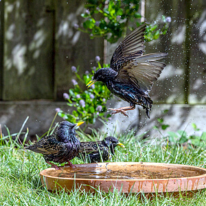 Vogelfreundlicher Garten - Wasserstelle für Vögel