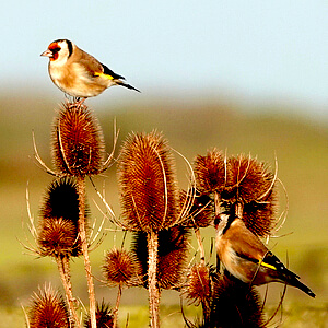 Vogelfreundlicher Garten
