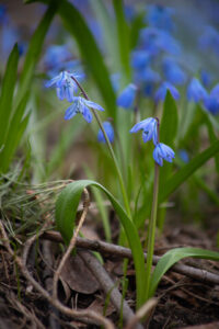 Blühender Russischer Blaustern