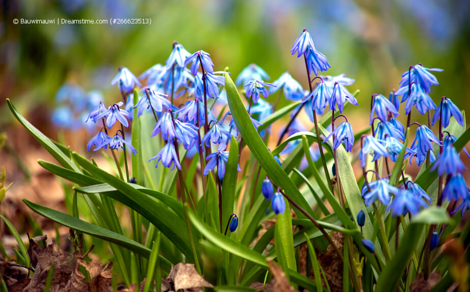 Blühender Russischer Blaustern