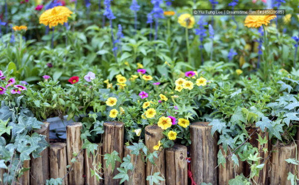 Die schönsten Sommerblüher für den Garten – Farbenpracht von Juni bis September