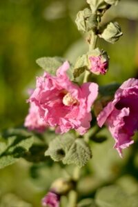 Sommerblüher - Stockrose