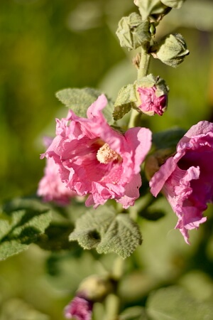 Sommerblüher - Stockrose Sommerblüher - Stockrose