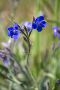 Blühende Italienische Ochsenzunge