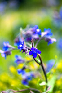 Blühende Italienische Ochsenzunge