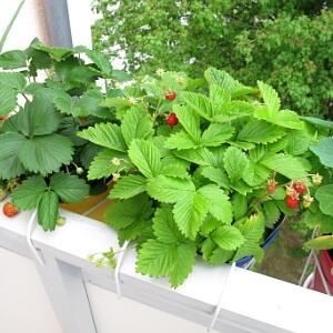 Erdbeeren auf dem Balkon anbauen