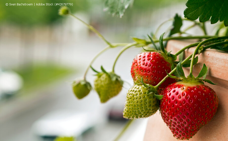 Erdbeeren auf dem Balkon anbauen