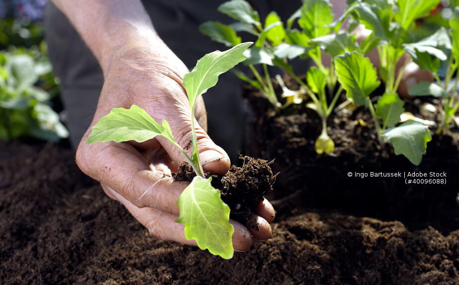 Hügelbeet im Garten bepflanzen