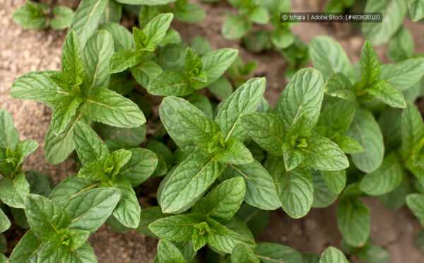Minze-Arten – Vielfalt für Garten, Terrasse und Balkon