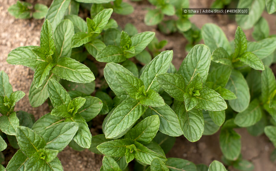 Minze-Arten - Minze im Kräutergarten