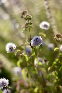 Minze-Arten - Zitronenminze