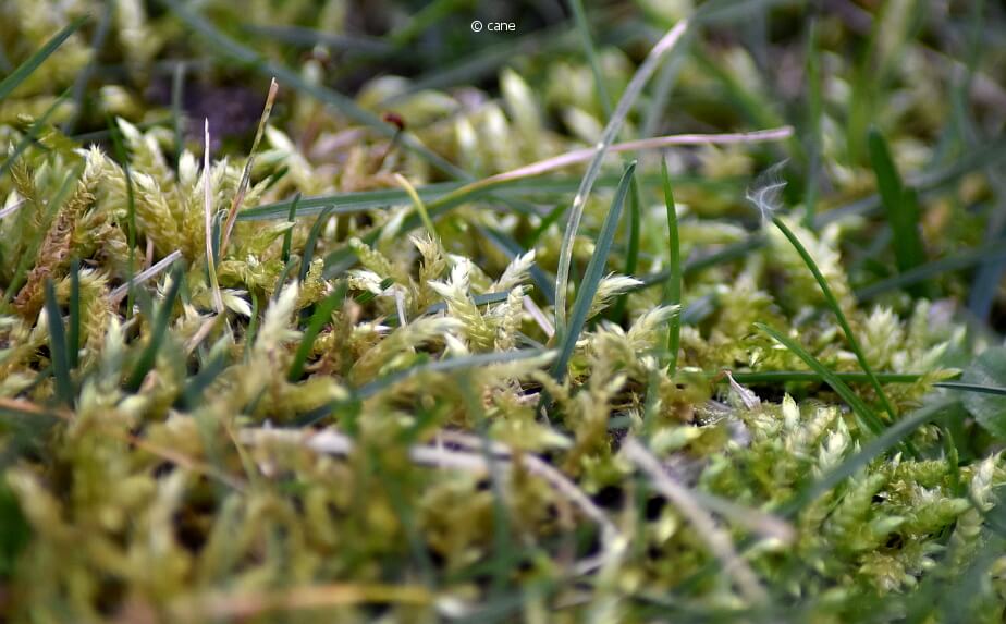 Rasen entmoosen, wenn zu viel Moos im Rasen wächst