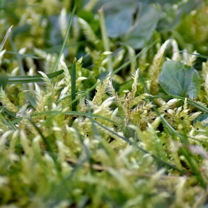 Rasen entmoosen, wenn zu viel Moos im Rasen wächst