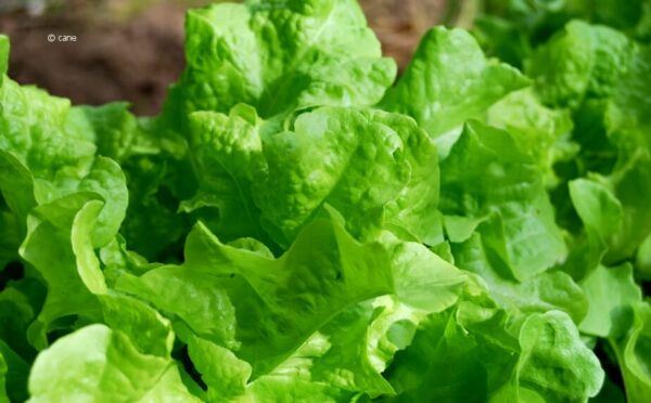 Salat im Garten anbauen – Vitamine rund ums Jahr