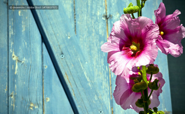 Stockrosen: tolle Sommerblumen – nicht nur im Bauerngarten