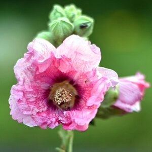 Blühende Stockrose Blühende Stockrose