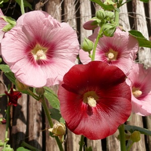 Blühende Stockrosen Blühende Stockrosen