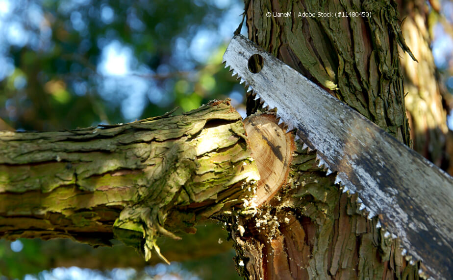 Äste sägen