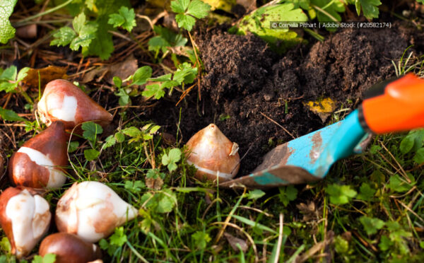 Blumenzwiebeln stecken – von der Zwiebel bis zur farbenfrohen Blüte