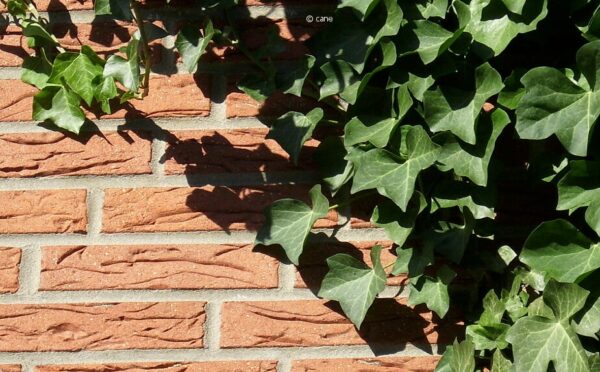 Efeu entfernen – oder: Mühsam ernährt sich das Eichhörnchen