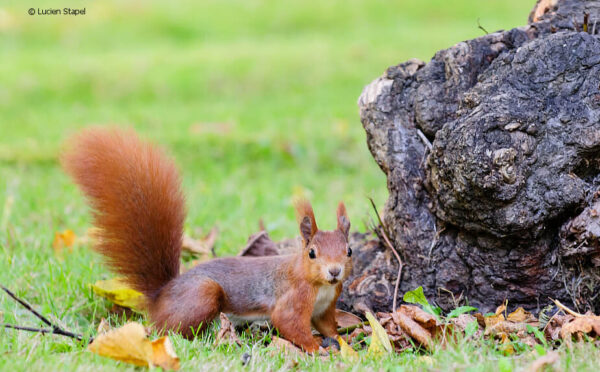 Eichhörnchen: niedlich, possierlich, schädlich?