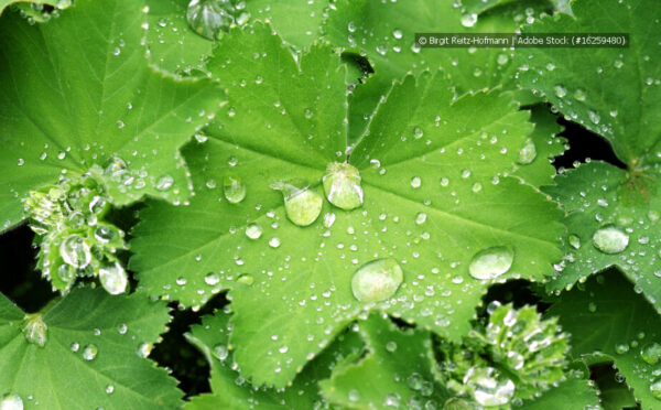 Schleier-Frauenmantel – eine vielseitige Staude