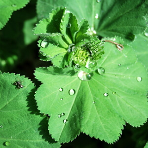 Frauenmantel mit Tautropfen