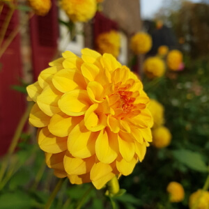 Garten im Herbst - leuchtende Dahlie Garten im Herbst - leuchtende Dahlie