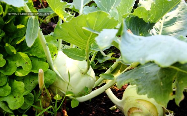 Hügelbeet anlegen – Schritt für Schritt zum eigenen Beet