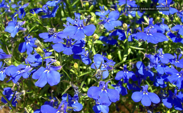 Männertreu: So blüht die Lobelie den ganzen Sommer