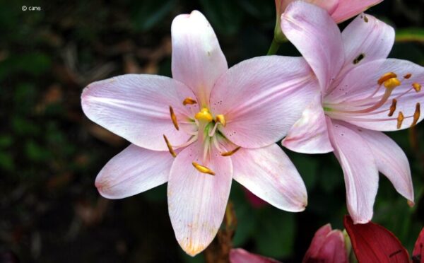 Neophyten – Neupflanzen, die es schon länger gibt