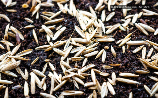 Rasen säen – Schritt für Schritt zum dichten, grünen Rasen