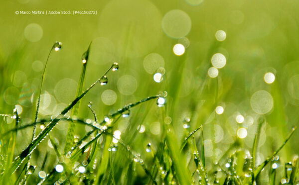 Rasen pflegen – mähen, düngen und vertikutieren richtig gemacht