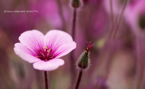 Storchschnabel – die schönsten Arten und Sorten für den Garten