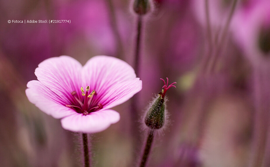 Blühender Storchschnabel