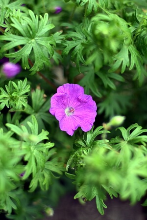 Blühender Storchschnabel