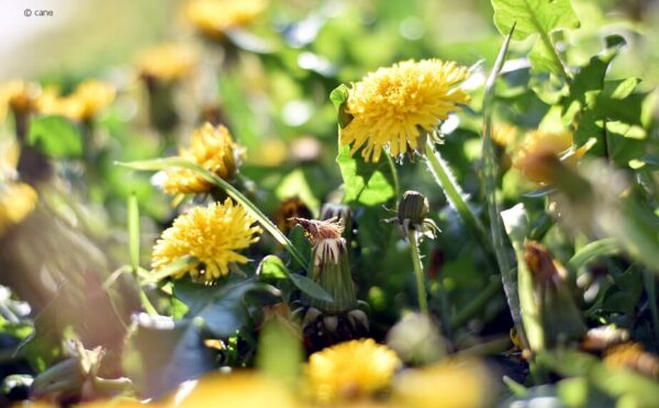 Unkrautbekämpfung: Umweltschonende Mittel gegen jedes Kraut